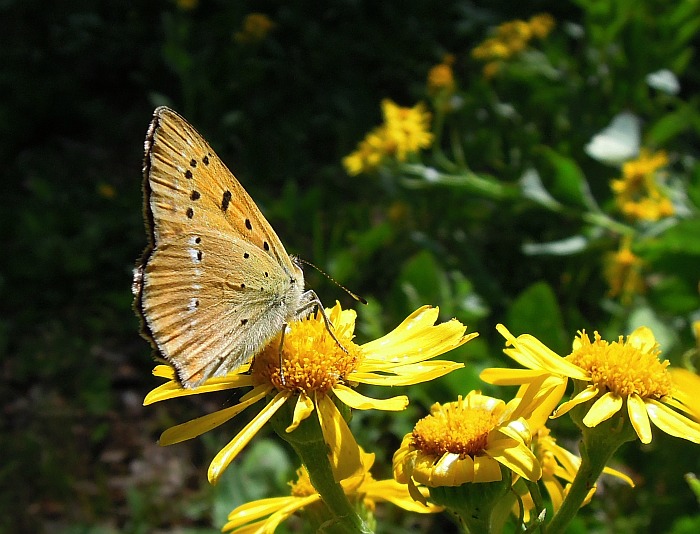 Lycaenidae
